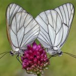 Macrofotografia farfalla Aporia crataegi