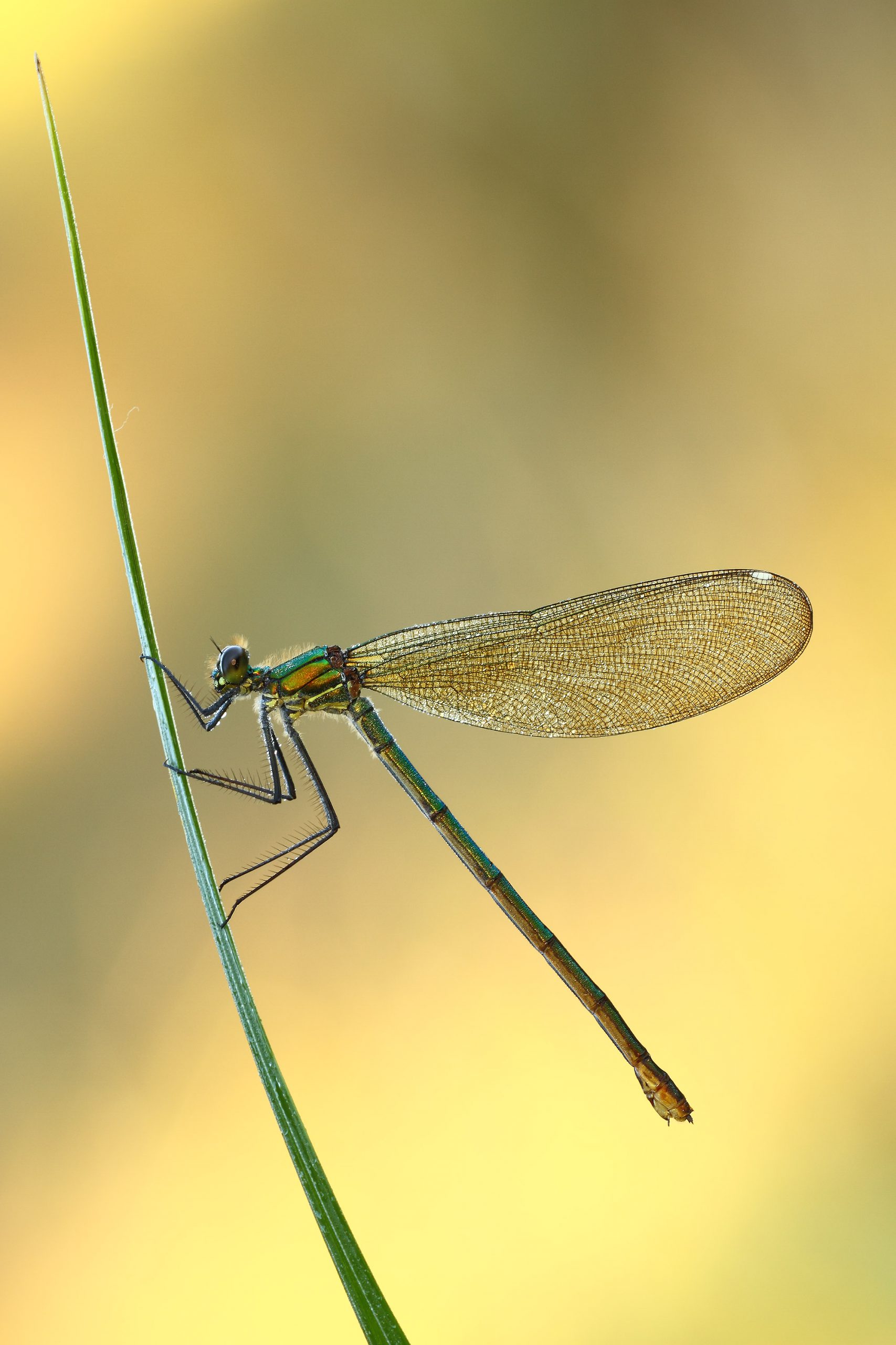 Calopteryx sp.