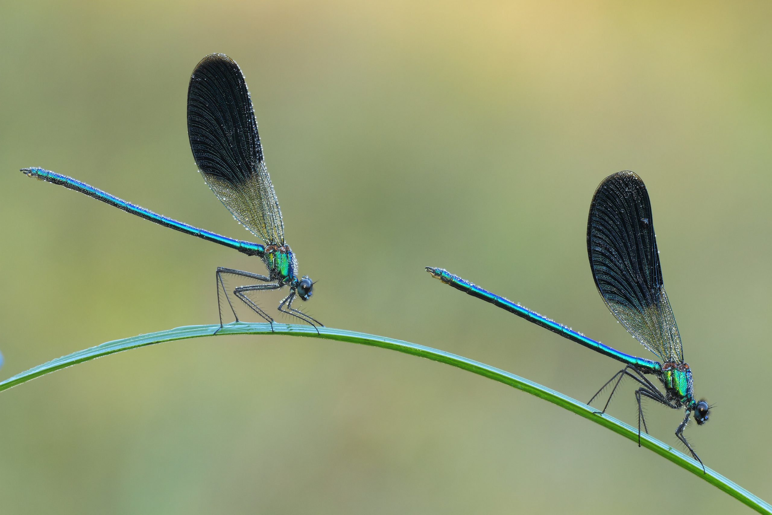 Macrofotografia calopterix xp.