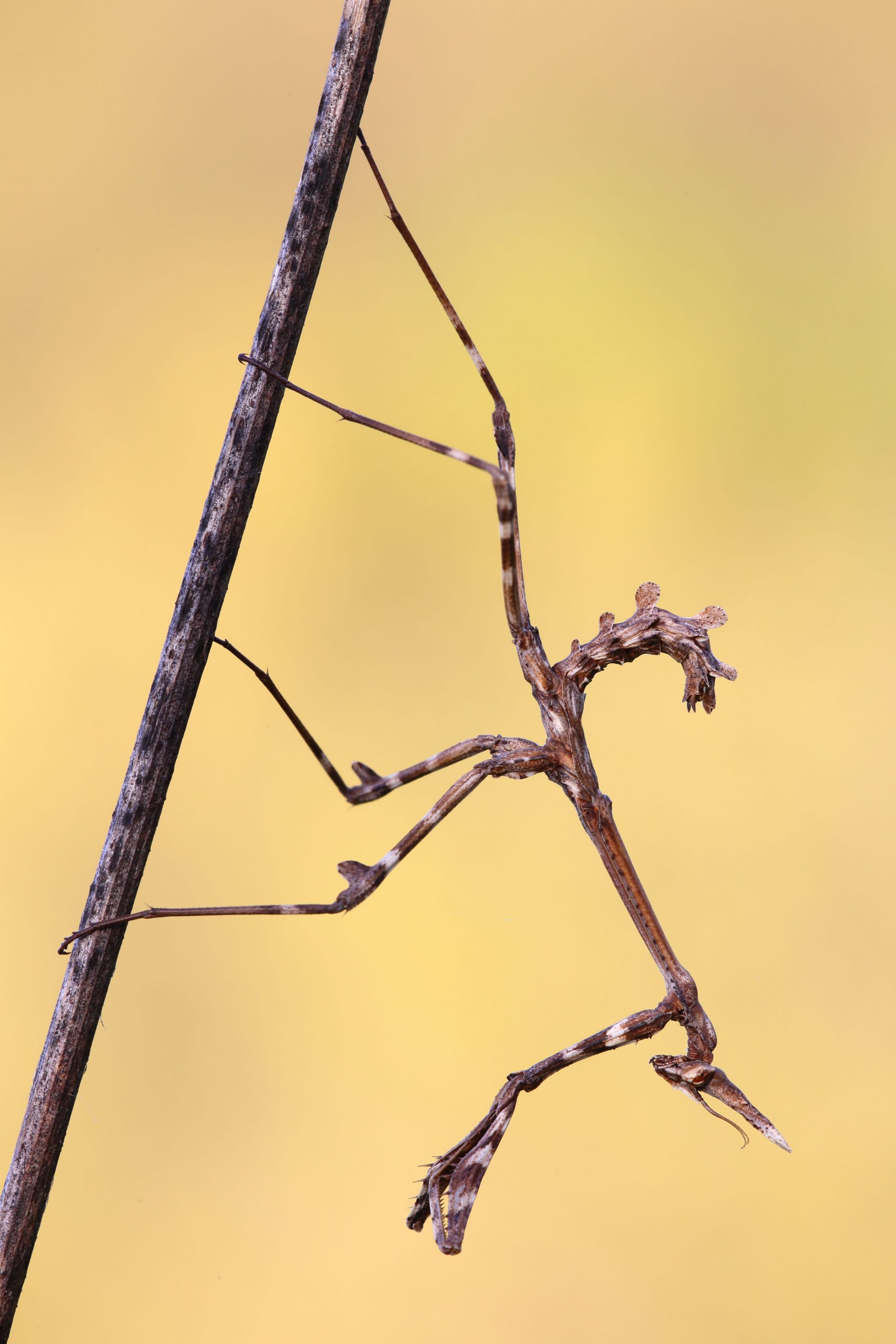 Empusa pennata