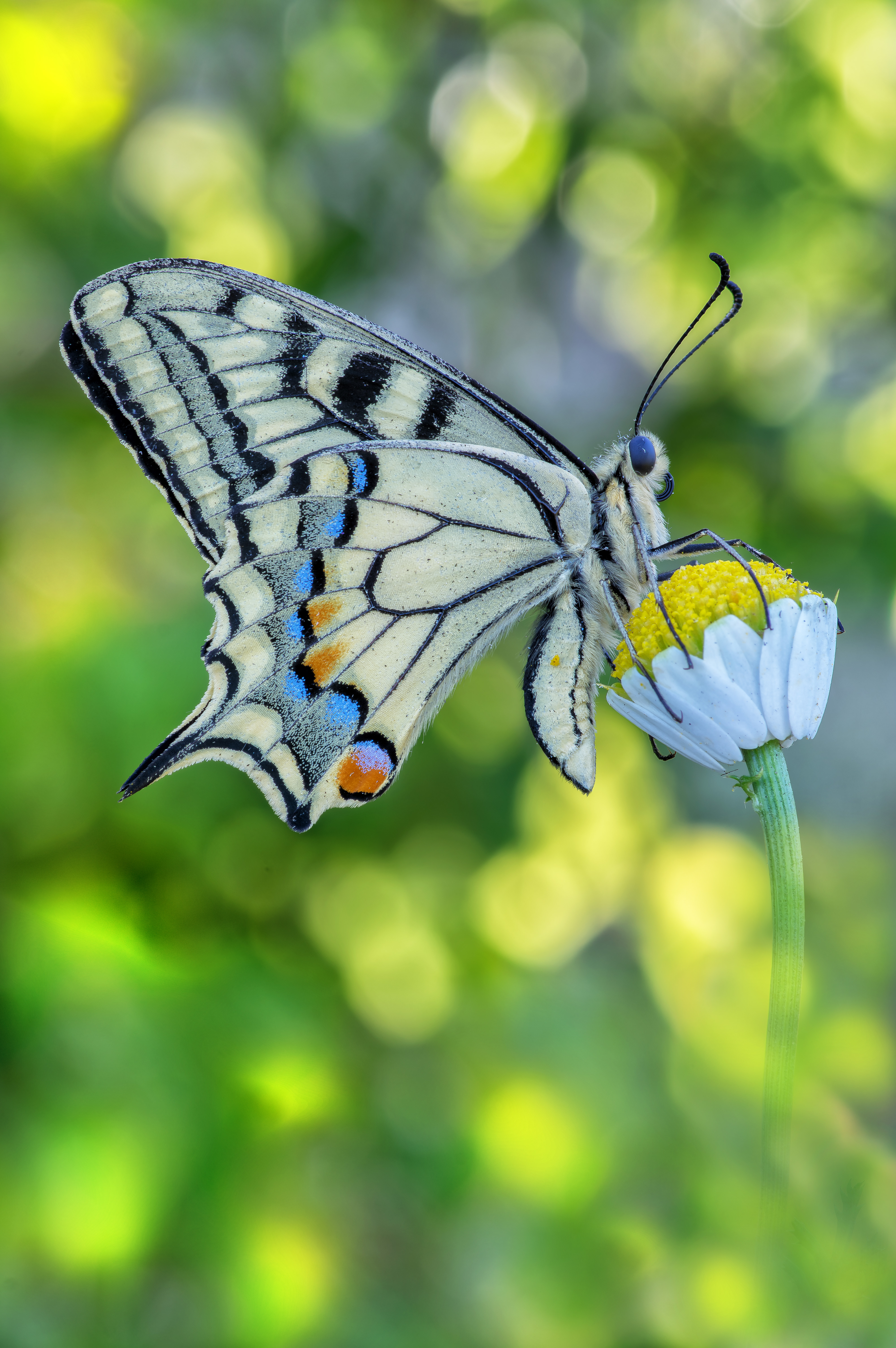 Macrofotografia farfalla Papilio machaon