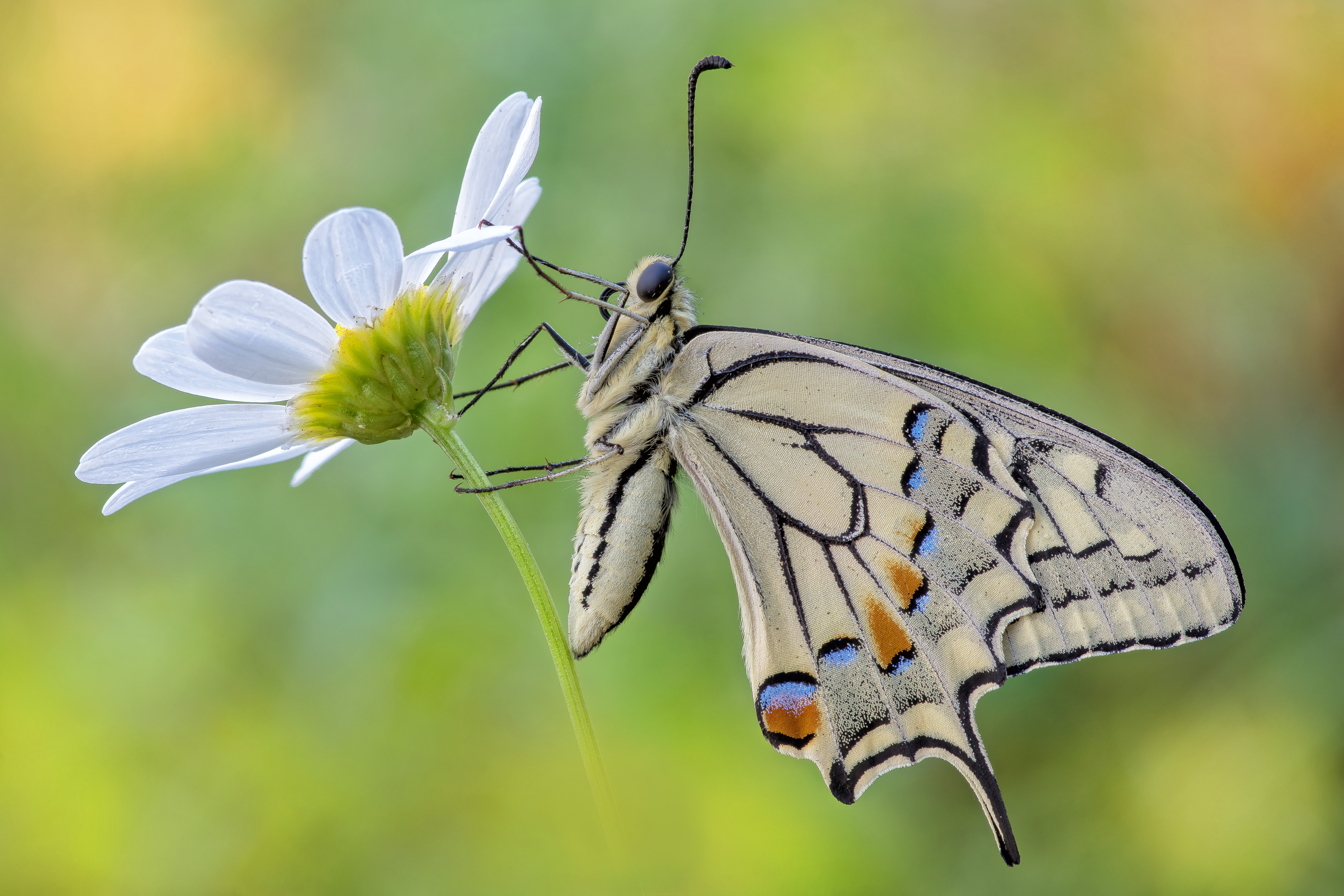Macrofotografia farfalla macaone