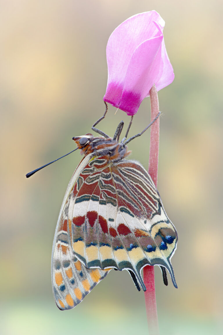 Macrofotografia farfalla Charaxes jasius