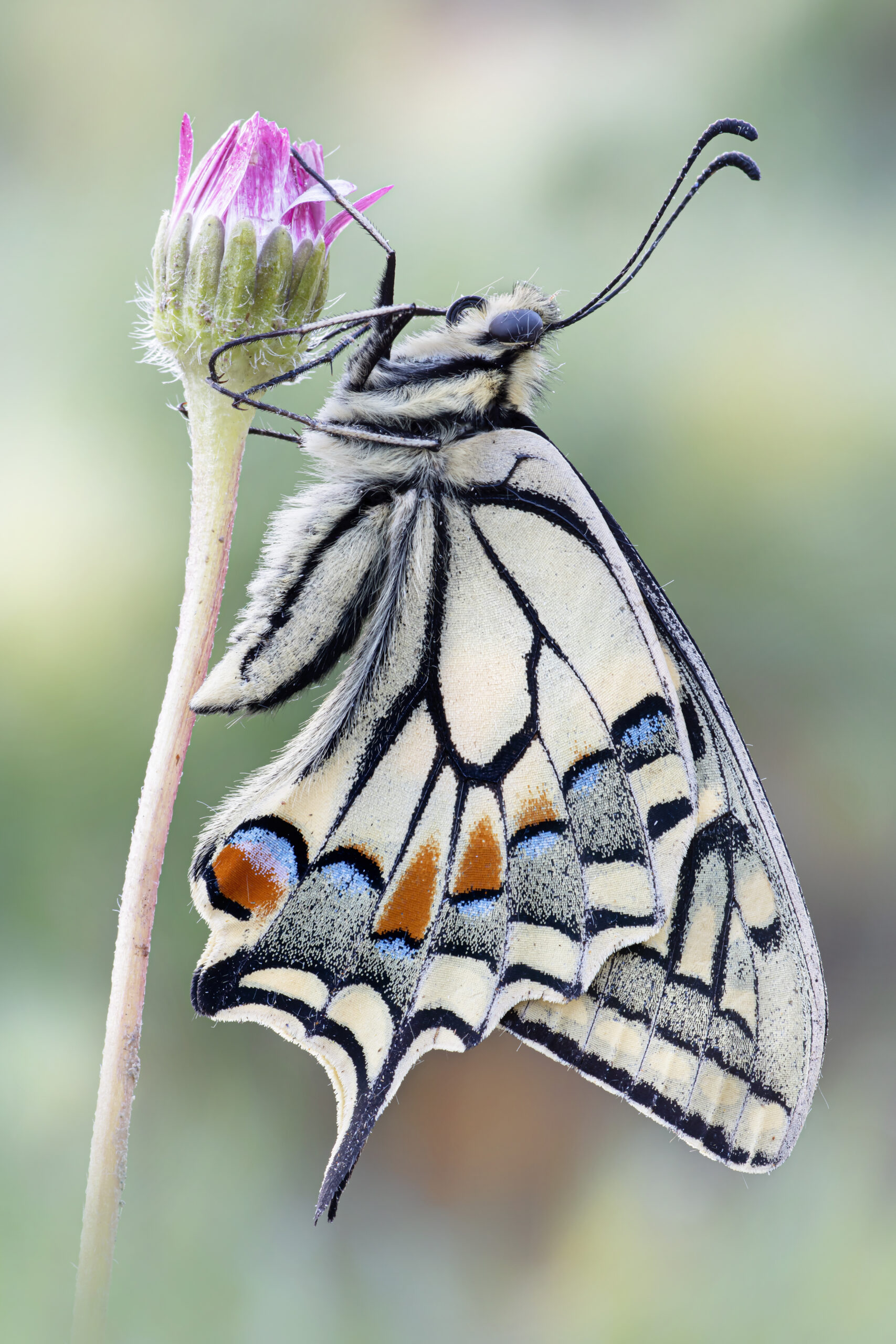 Papilio machaon