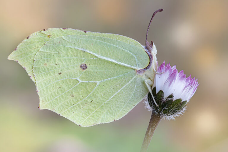 Macrofotografia farfalla Gonepteryx rhamni