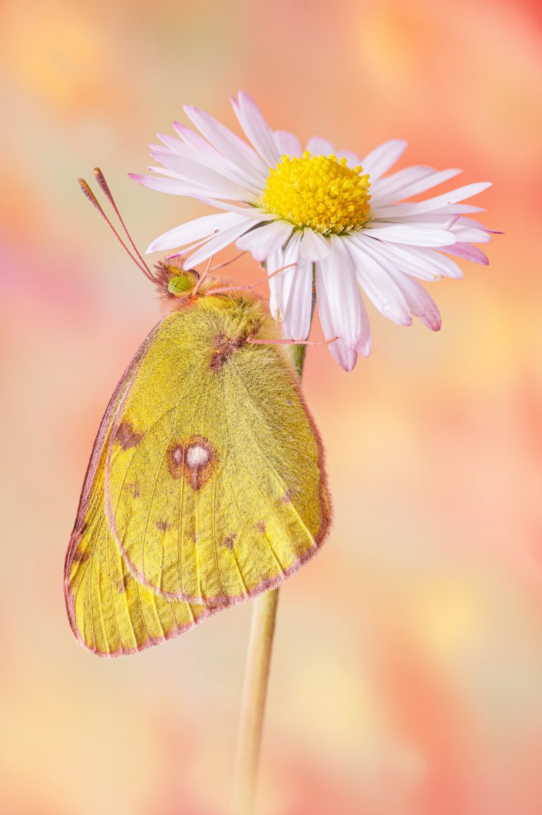 Macrofotografia farfalla Colias crocea