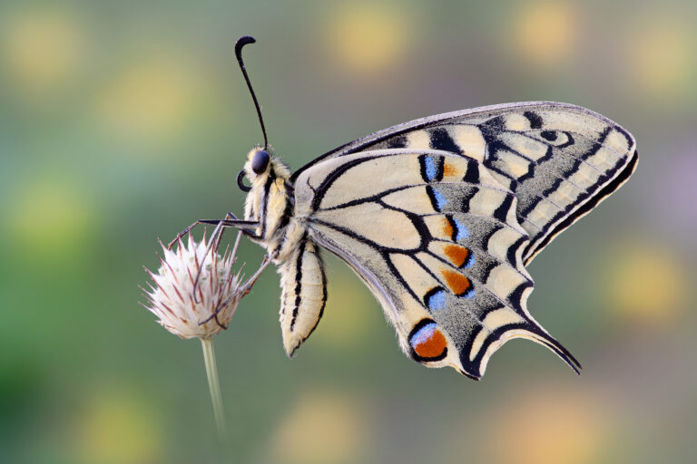 Papilio machaon