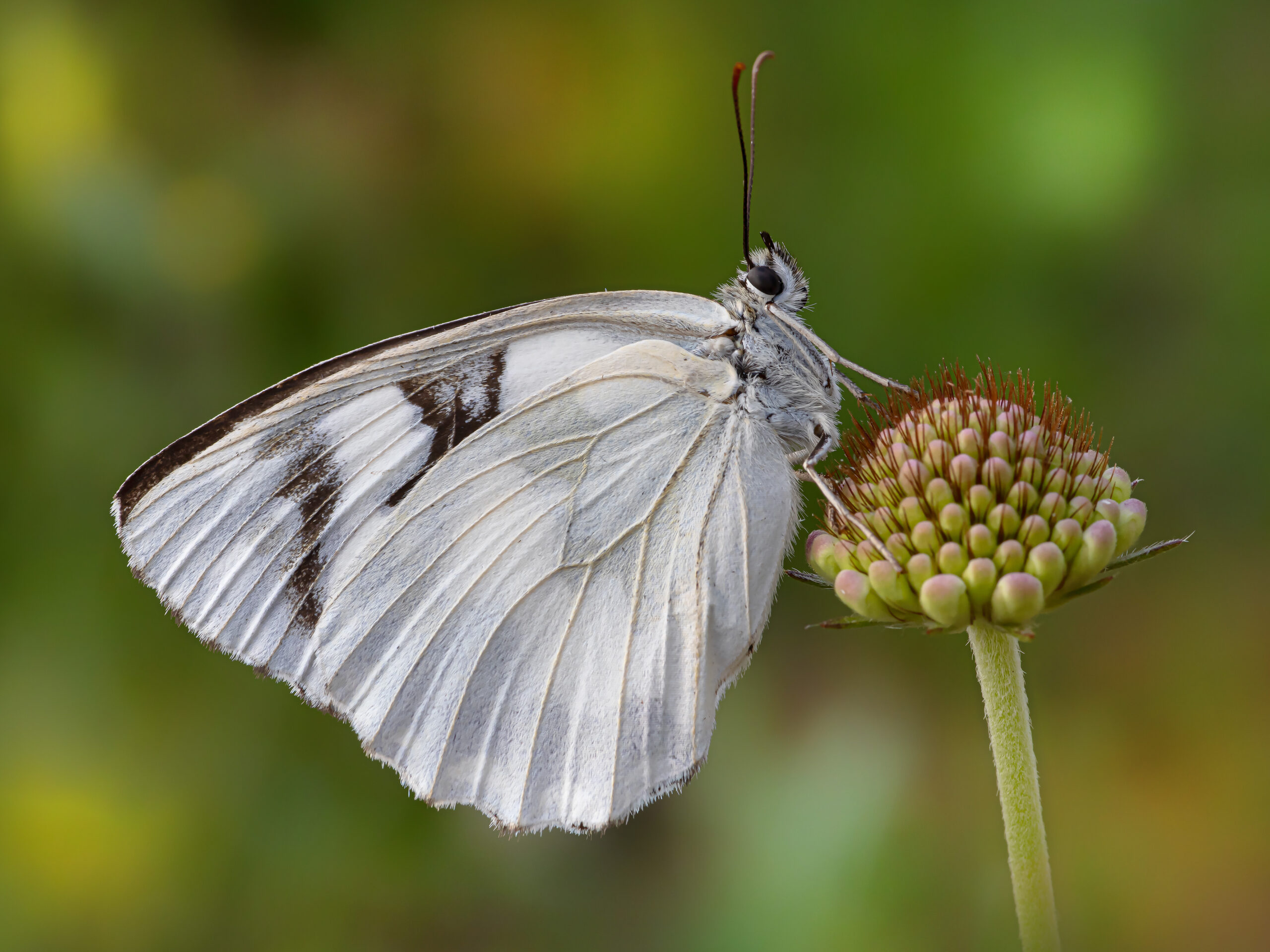 Farfalla Melanargia galathea f. leucomelas