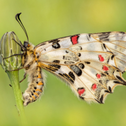 Allancastria Cerisyi Allancastria Cerisyi
