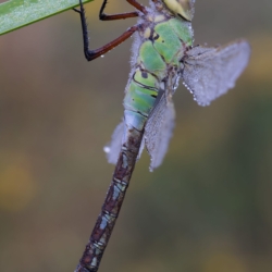 Anax imperator Macrofotografia Anax imperator