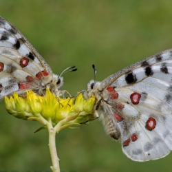 Parnassius apollo Macrofotografia Parnassius apollo