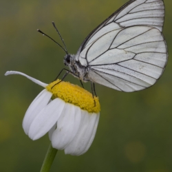 Aporia crataegi Aporia crataegi