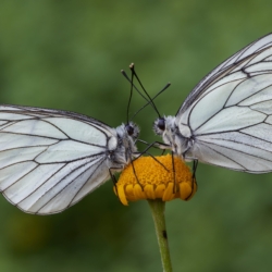Aporia crataegi Macrofotografia Aporia crataegi