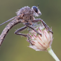 Asilide Macrofotografia asilide