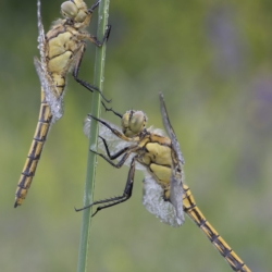 Orthetrum cancellatum Macrofotografia libellule