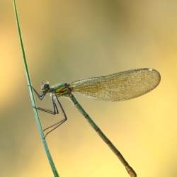 Calopteryx sp. Calopteryx sp.