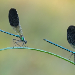 Coppia di Calopteryx sp. Macrofotografia calopterix xp.