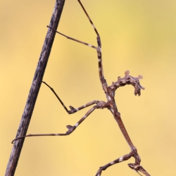 Empusa pennata