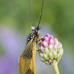 Macrofotografia libelloides sp.