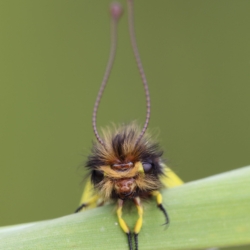 Macrofotografia libelloides sp.