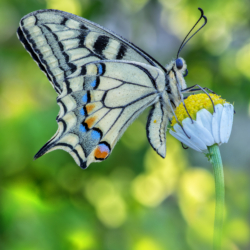 Macrofotografia farfalla Papilio machaon Macrofotografia farfalla Papilio machaon