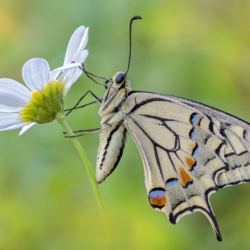 Macrofotografia di un macaone fotografato con obiettivo macro Macrofotografia farfalla macaone
