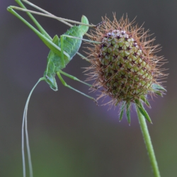 Macrofotografia ortottero Macrofotografia ortottero