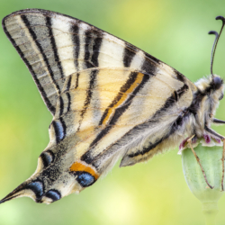 Iphiclides podalirius (Linnaeus, 1758) Macrofotografia farfalla Iphiclides podalirius (Linnaeus, 1758)