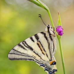 Iphiclides podalirius (Linnaeus, 1758) Macrofotografia farfalla Iphiclides podalirius (Linnaeus, 1758)