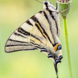 Iphiclides podalirius (Linnaeus, 1758) Macrofotografia farfalla Iphiclides podalirius (Linnaeus, 1758)