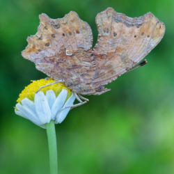 Polygonia c-album (Linnaeus, 1758) Macrofotografia farfalle Polygonia c-album (Linnaeus, 1758)