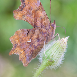 Polygonia c-album (Linnaeus, 1758) Macrofotografia farfalla Polygonia c-album (Linnaeus, 1758)