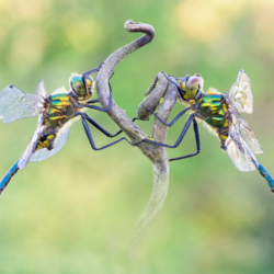 Somatochlora meridionalis (Nielsen, 1935) Macrofotografia libellule Somatochlora meridionalis (Nielsen, 1935)