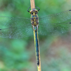 Somatochlora meridionalis (Nielsen, 1935) Macrofotografia libellula Somatochlora meridionalis (Nielsen, 1935)