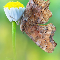 Polygonia c-album (Linnaeus, 1758) Macrofotografia farfalla Polygonia c-album (Linnaeus, 1758)
