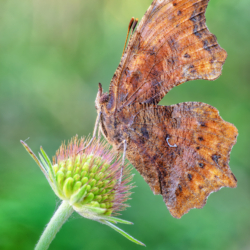 Polygonia c-album (Linnaeus, 1758) Macrofotografia farfalla Polygonia c-album (Linnaeus, 1758)