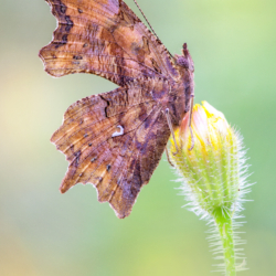 Polygonia c-album (Linnaeus, 1758) Macrofotografia farfalla Polygonia c-album (Linnaeus, 1758)