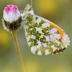 Anthocharis cardamines Anthocharis cardamines