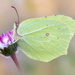 Gonepteryx rhamni Gonepteryx rhamni