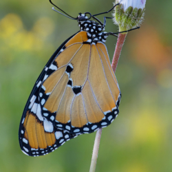 Danaus chrysippus Macrofotografia farfalla Danaus chrysippus