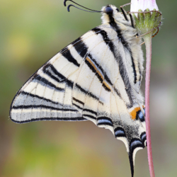Iphclides podalirius Macrofotografia farfalla podalirio