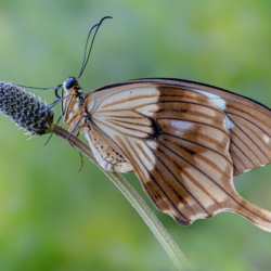 Papilio dardanus Macrofotografia farfalla Papilio dardanus
