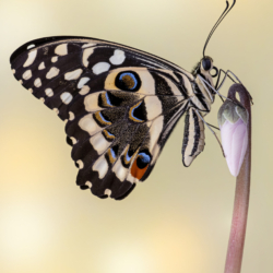 Papilio demodocus Macrofotografia farfalla Papilio demodocus