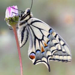 Papilio machaon Macrofotografia farfalla macaone