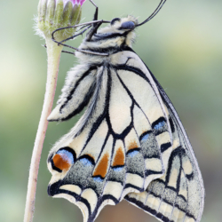 Papilio machaon Papilio machaon