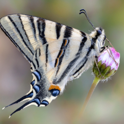 Iphiclides podalirius Iphiclides podalirius
