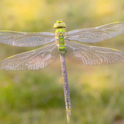 Libellula Anax imperator Macrofotografia libellula Anax imperator