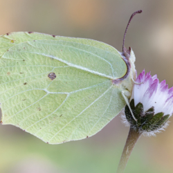 Farfalla cedronella - Gonepteryx rhamni Macrofotografia farfalla Gonepteryx rhamni