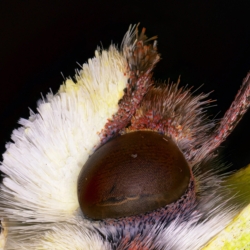 Gonepteryx rhamni (Linnaeus, 1758) Gonepteryx rhamni (Linnaeus, 1758)