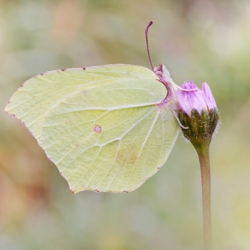 Gonepteryx rhamni (Linnaeus, 1758) Gonepteryx rhamni (Linnaeus, 1758)
